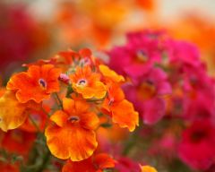 Tapeta Nature Flowers 158.jpg